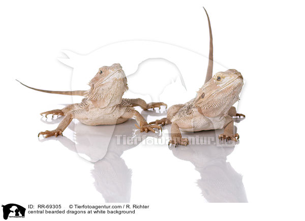 Streifenkpfige Bartagamen auf weiem Hintergrund / central bearded dragons at white background / RR-69305