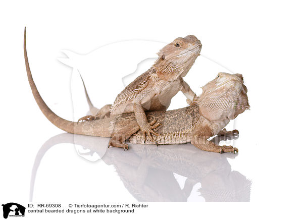 central bearded dragons at white background / RR-69308
