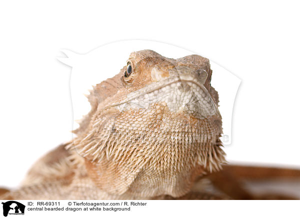 Streifenkpfige Bartagame auf weiem Hintergrund / central bearded dragon at white background / RR-69311