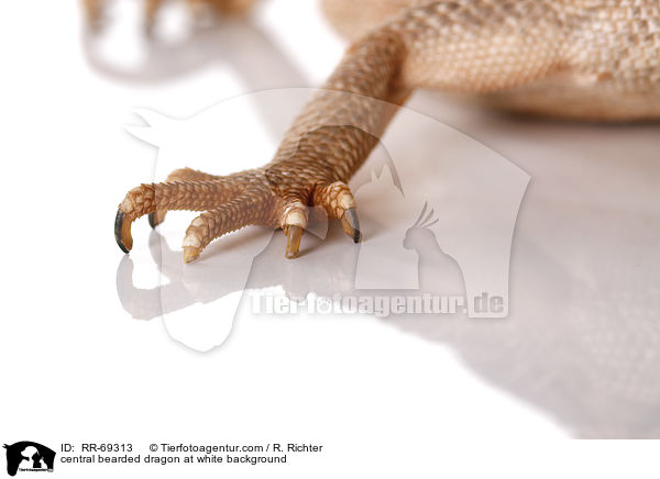 Streifenkpfige Bartagame auf weiem Hintergrund / central bearded dragon at white background / RR-69313