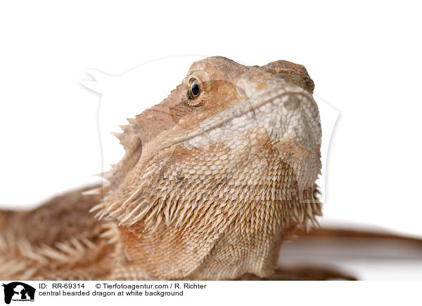 central bearded dragon at white background / RR-69314