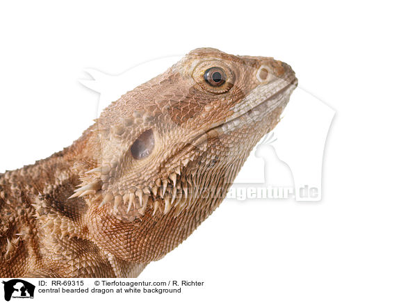 Streifenkpfige Bartagame auf weiem Hintergrund / central bearded dragon at white background / RR-69315