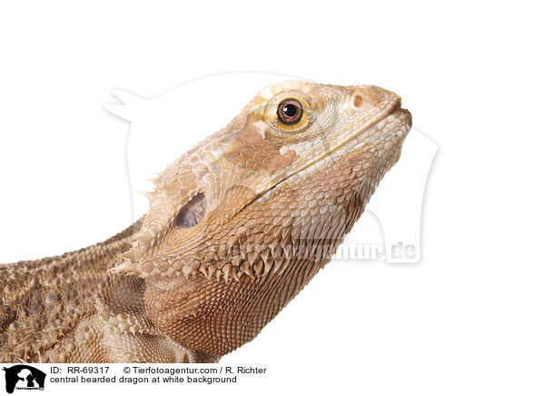 Streifenkpfige Bartagame auf weiem Hintergrund / central bearded dragon at white background / RR-69317