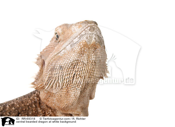 Streifenkpfige Bartagame auf weiem Hintergrund / central bearded dragon at white background / RR-69318
