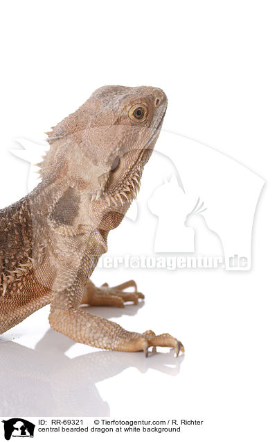 central bearded dragon at white background / RR-69321