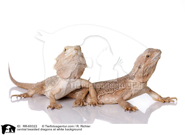 Streifenkpfige Bartagamen auf weiem Hintergrund / central bearded dragons at white background / RR-69322