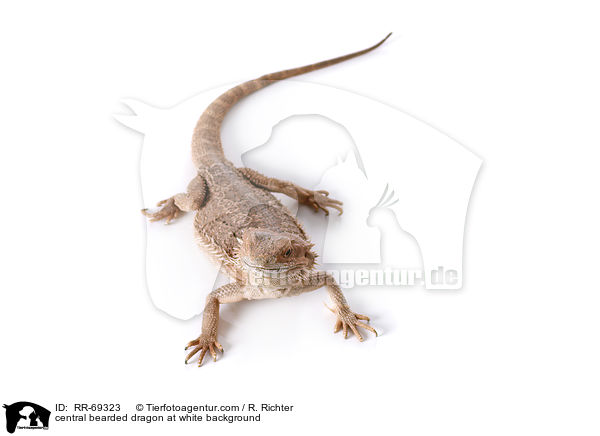 Streifenkpfige Bartagame auf weiem Hintergrund / central bearded dragon at white background / RR-69323