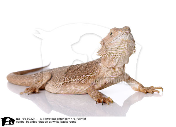 Streifenkpfige Bartagame auf weiem Hintergrund / central bearded dragon at white background / RR-69324