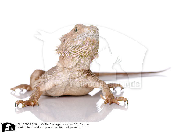 Streifenkpfige Bartagame auf weiem Hintergrund / central bearded dragon at white background / RR-69326