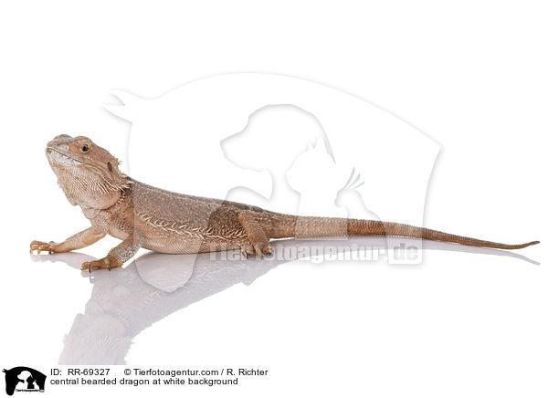 Streifenkpfige Bartagame auf weiem Hintergrund / central bearded dragon at white background / RR-69327