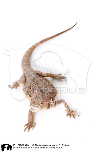 Streifenkpfige Bartagame auf weiem Hintergrund / central bearded dragon at white background / RR-69328