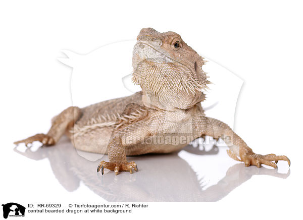 Streifenkpfige Bartagame auf weiem Hintergrund / central bearded dragon at white background / RR-69329