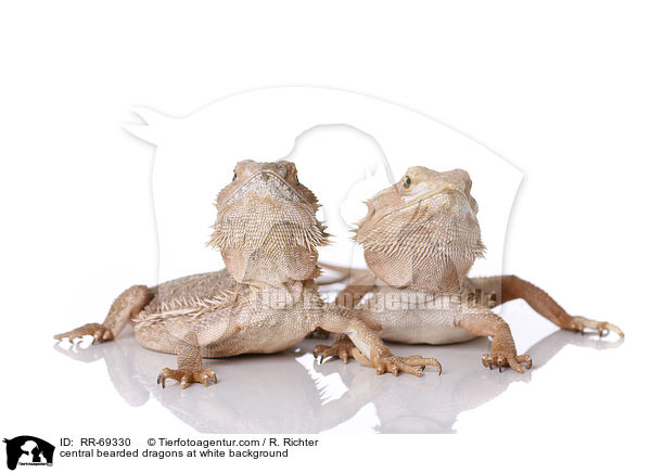Streifenkpfige Bartagamen auf weiem Hintergrund / central bearded dragons at white background / RR-69330