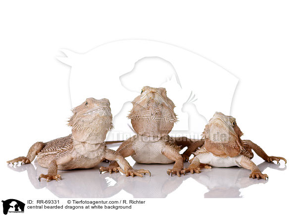 central bearded dragons at white background / RR-69331