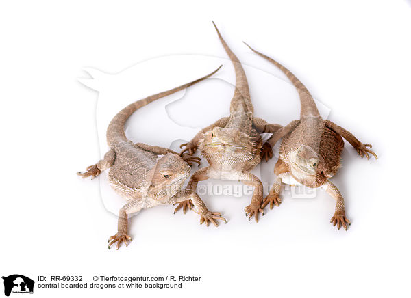 central bearded dragons at white background / RR-69332