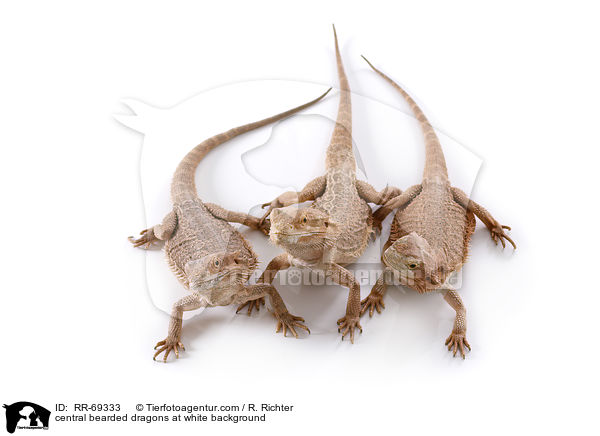 Streifenkpfige Bartagamen auf weiem Hintergrund / central bearded dragons at white background / RR-69333