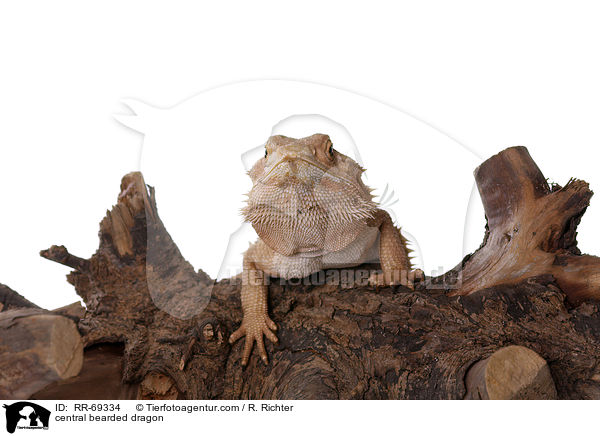 Streifenkpfige Bartagame / central bearded dragon / RR-69334