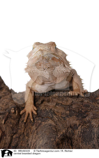 Streifenkpfige Bartagame / central bearded dragon / RR-69335