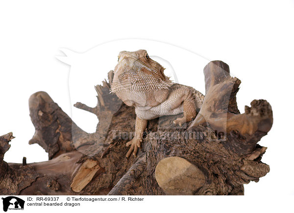 central bearded dragon / RR-69337