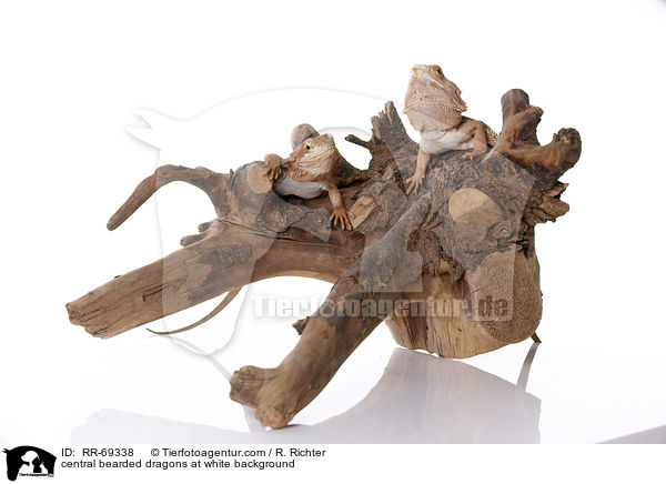 Streifenkpfige Bartagamen auf weiem Hintergrund / central bearded dragons at white background / RR-69338
