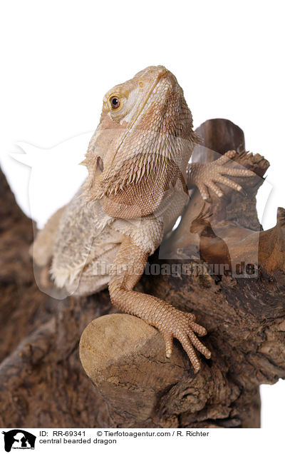 Streifenkpfige Bartagame / central bearded dragon / RR-69341