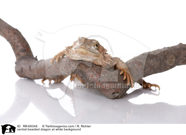 Streifenkpfige Bartagame auf weiem Hintergrund / central bearded dragon at white background / RR-69348