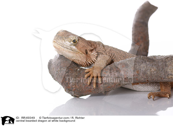 Streifenkpfige Bartagame auf weiem Hintergrund / central bearded dragon at white background / RR-69349