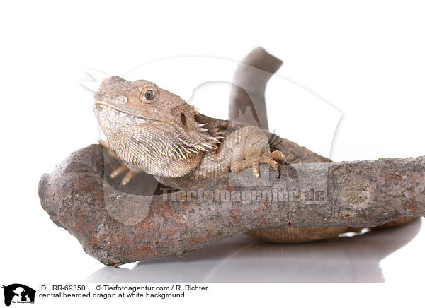 central bearded dragon at white background / RR-69350