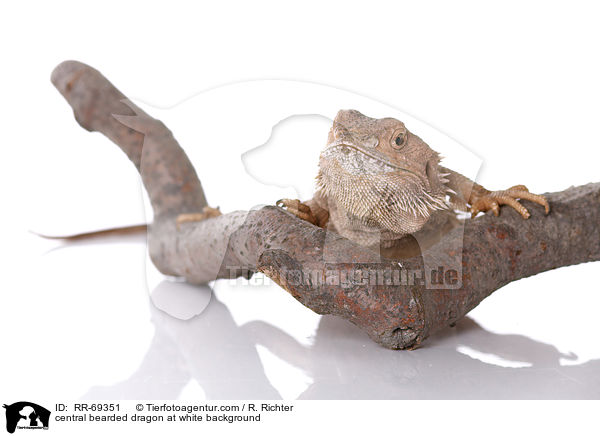 Streifenkpfige Bartagame auf weiem Hintergrund / central bearded dragon at white background / RR-69351