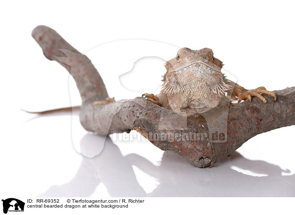 Streifenkpfige Bartagame auf weiem Hintergrund / central bearded dragon at white background / RR-69352