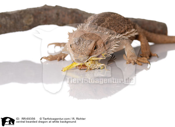 central bearded dragon at white background / RR-69356