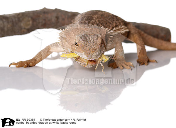 central bearded dragon at white background / RR-69357
