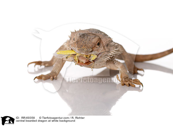 central bearded dragon at white background / RR-69358