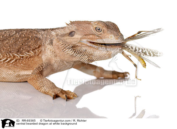 Streifenkpfige Bartagame auf weiem Hintergrund / central bearded dragon at white background / RR-69365