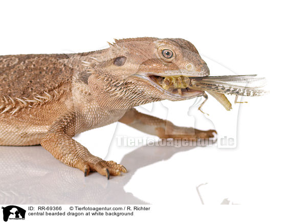central bearded dragon at white background / RR-69366
