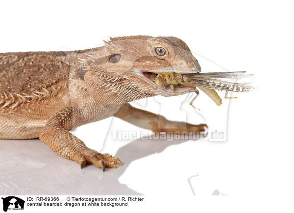 Streifenkpfige Bartagame auf weiem Hintergrund / central bearded dragon at white background / RR-69366