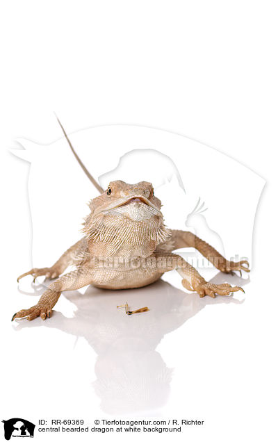 central bearded dragon at white background / RR-69369
