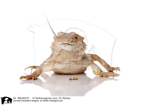 Streifenkpfige Bartagame auf weiem Hintergrund / central bearded dragon at white background / RR-69370