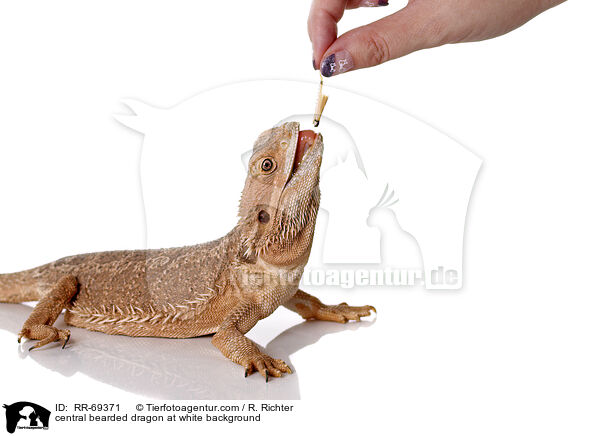 central bearded dragon at white background / RR-69371