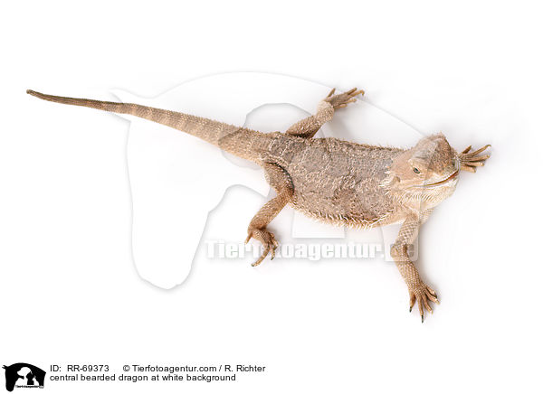 central bearded dragon at white background / RR-69373