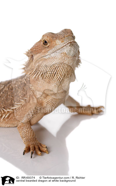 central bearded dragon at white background / RR-69374
