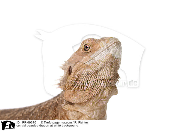 central bearded dragon at white background / RR-69376