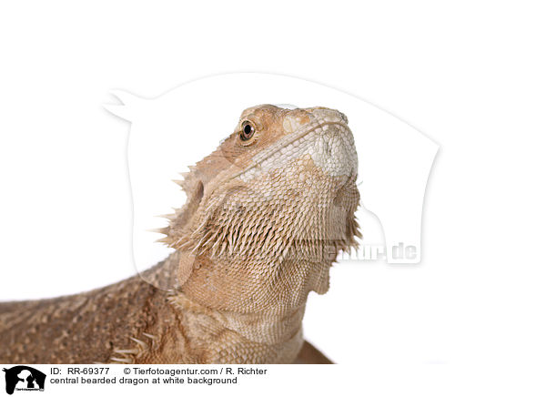 central bearded dragon at white background / RR-69377