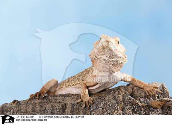 Streifenkpfige Bartagame / central bearded dragon / RR-69381
