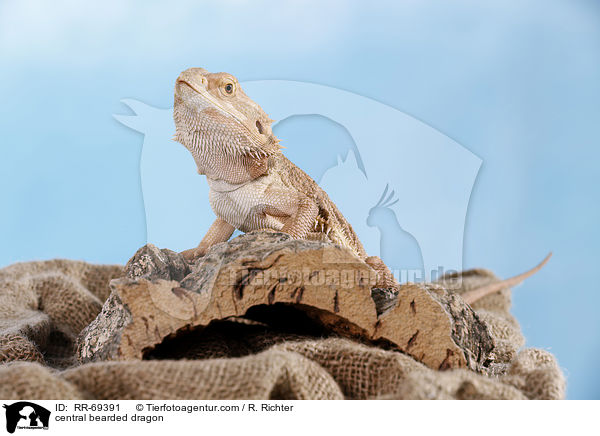 Streifenkpfige Bartagame / central bearded dragon / RR-69391