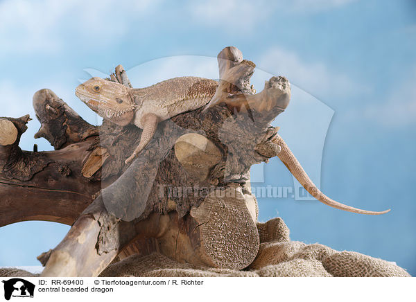 Streifenkpfige Bartagame / central bearded dragon / RR-69400