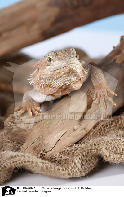 Streifenkpfige Bartagame / central bearded dragon / RR-69410
