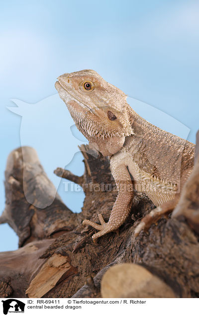 Streifenkpfige Bartagame / central bearded dragon / RR-69411