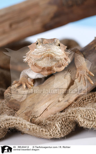 central bearded dragon / RR-69412