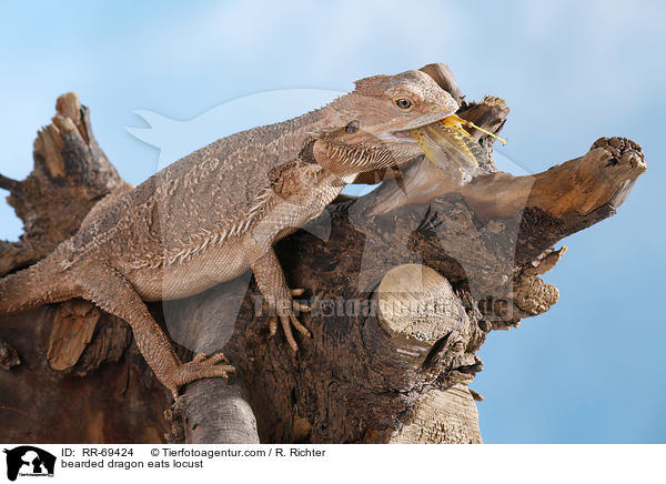 bearded dragon eats locust / RR-69424